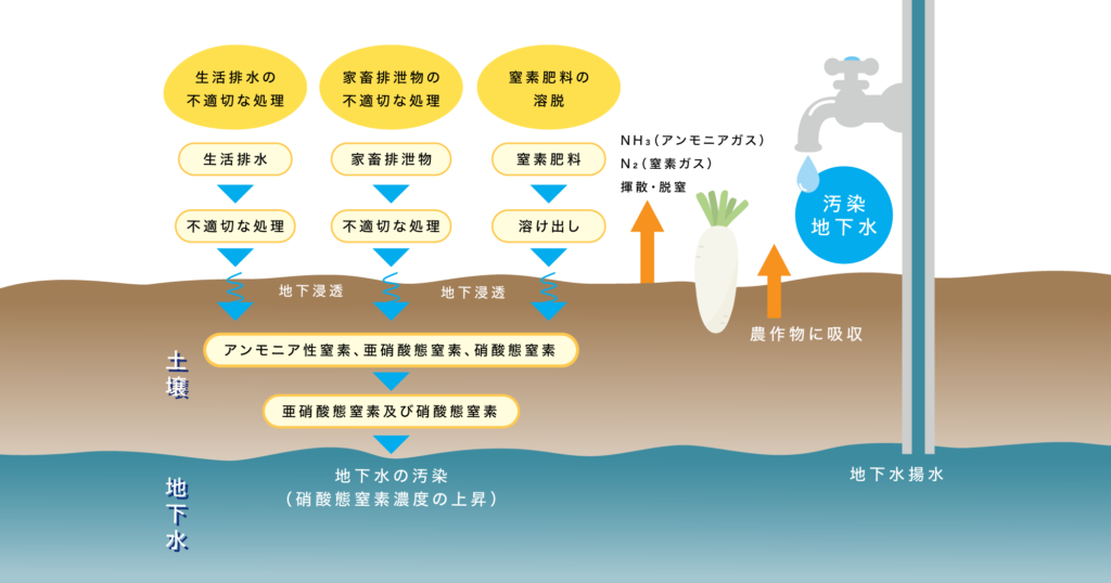 土壌、水、植物中に硝酸態窒素が存在していることを説明する図表
